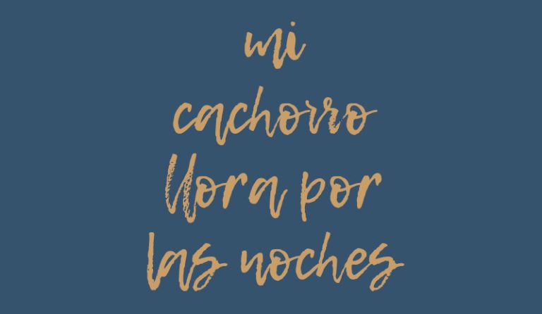 andabaxey cachorros cocker spaniel