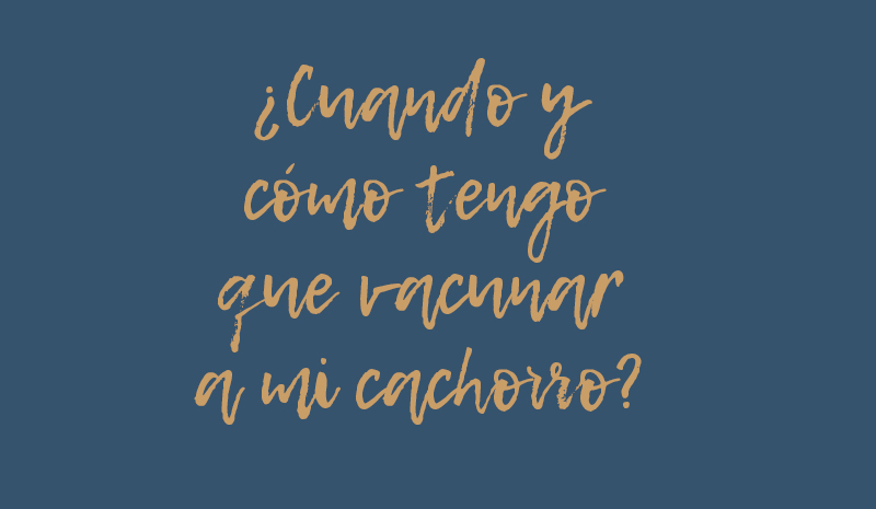 cachorros cocker spaniel andabaxey