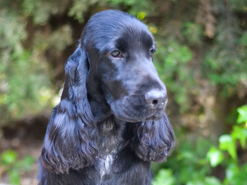 Cocker spaniel inglés rio Andaba Xey