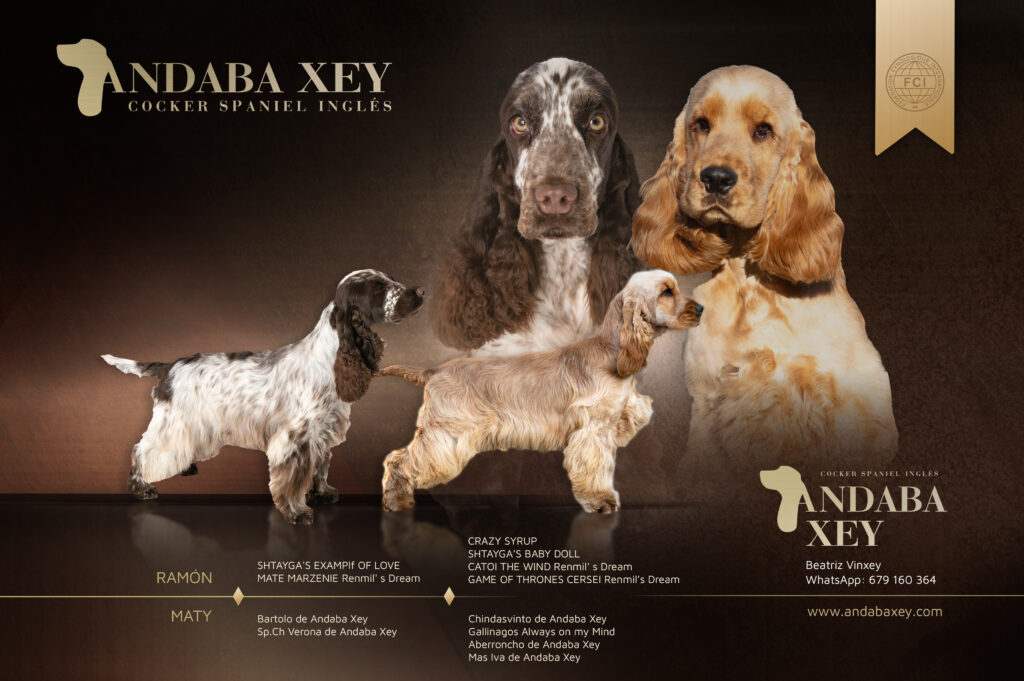 Andaba Xey Camada Ramon x Maty Cockers Spaniel Inglés