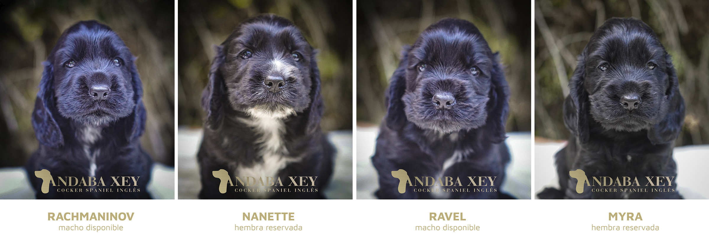 Cachorros Ramon x Maty Cocker Spaniel Ingles Andaba Xey