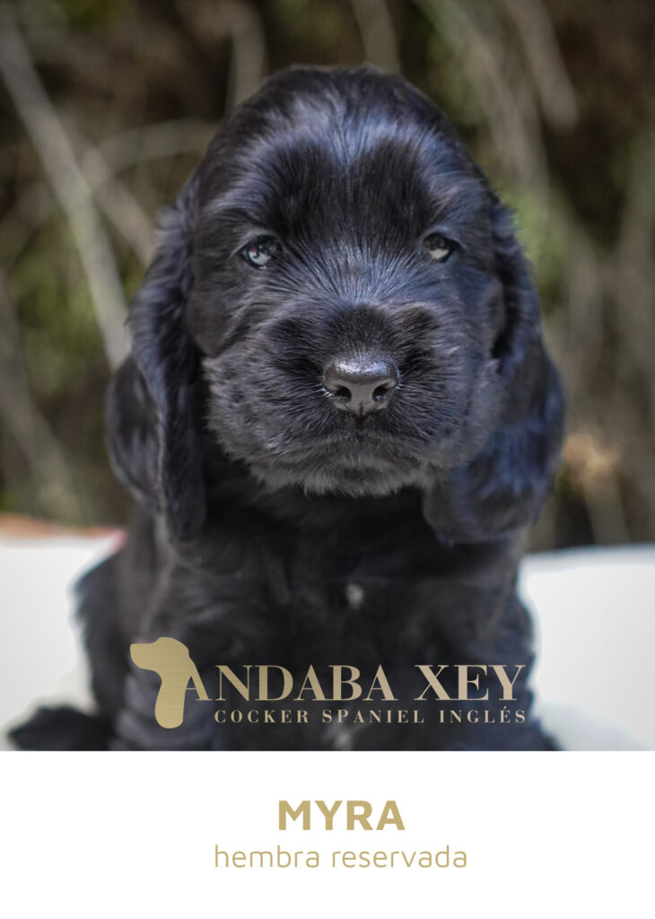 Myra Ramon x Maty Cocker Spaniel Ingles Andaba Xey