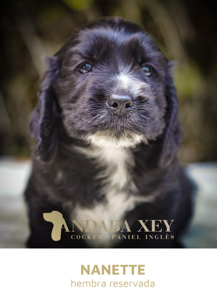 Nanette Ramon x Maty Cocker Spaniel Ingles Andaba Xey