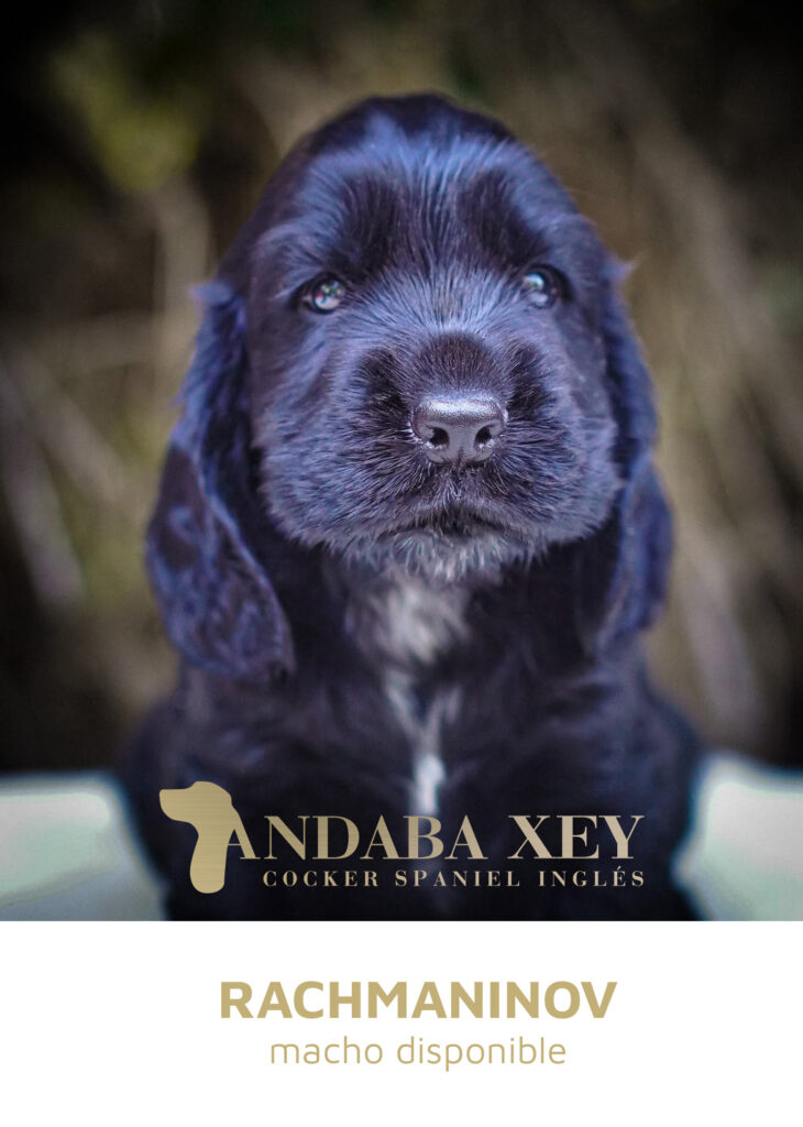 Rachmaninov Ramon x Maty Cocker Spaniel Ingles Andaba Xey