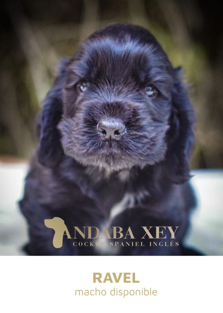 Ravel Ramon x Maty Cocker Spaniel Ingles Andaba Xey